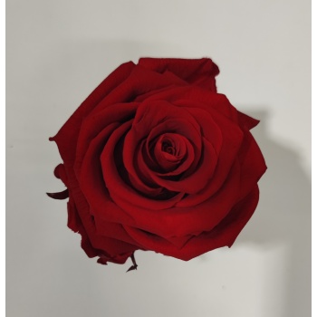 FOREVER RED.jpg
