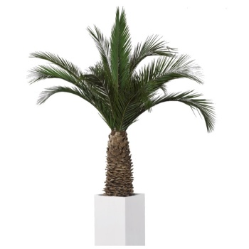 KAG0230-1-palmera-phoenix.jpg