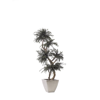 MPA0115-1-topiary-parvifolia-tenuifolium.jpg