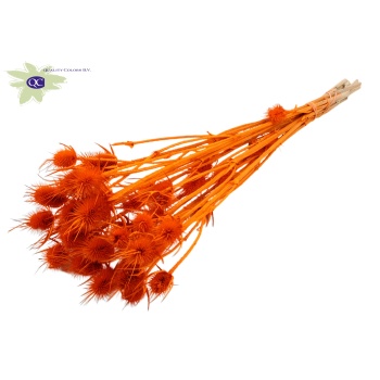 distel orange.jpeg