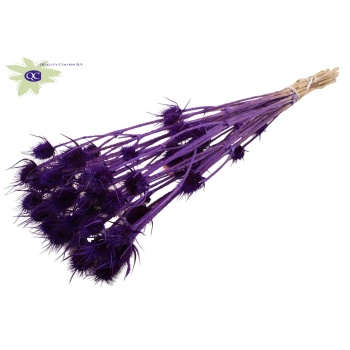 distel purple.jpeg