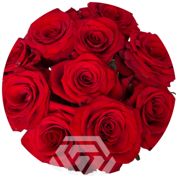 Redvolution_a.png