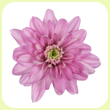 Baltica Pink - MD.png