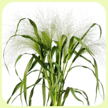 panicum.png