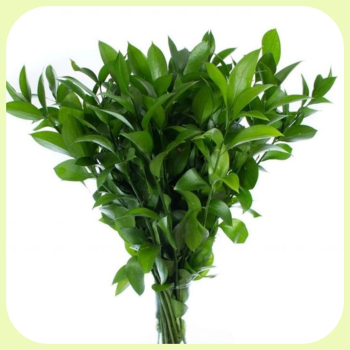 ruscus hyp.png