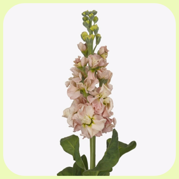 Apricot - Champagne.png