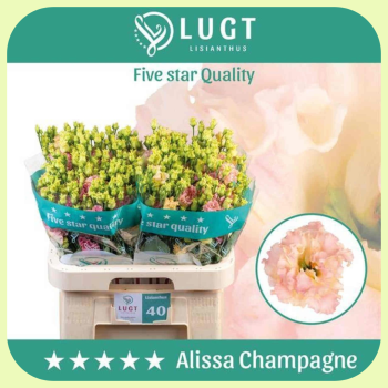 Alissa Champagne.png