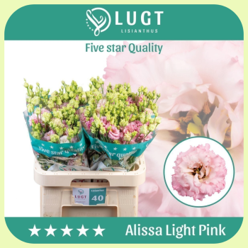 Alissa Light Pink.png