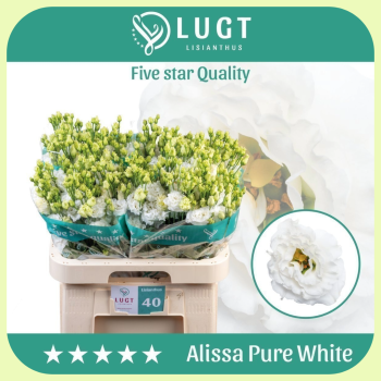 Alissa Pure White.png