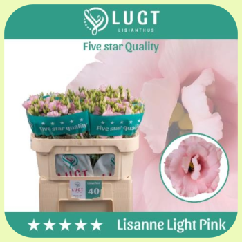 Lisanne Light Pink.png