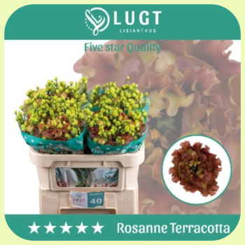 Rosanne Terracota.png