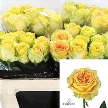 Rose-Lemon-Finess-wholesale-flowers.jpg