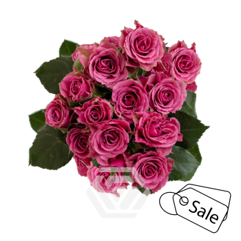 BS Cassiopeia.png BS Cassiopeia.png