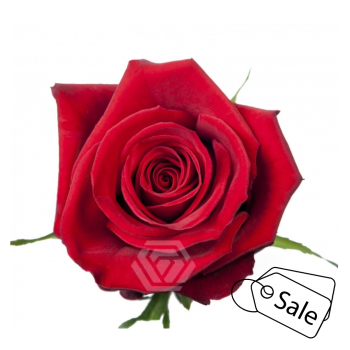 Finally_ALE.png Finally_ALE.png