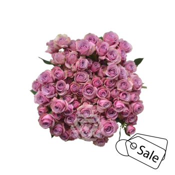 lavender irishka.png