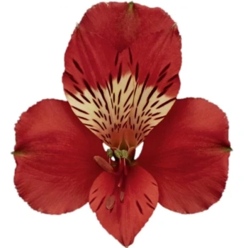 Alstroemeria-Bahia.webp