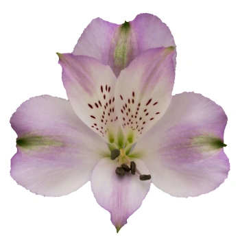 Alstroemeria-Louisiana.webp