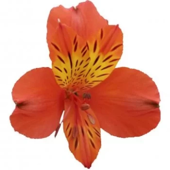 Cinnamon.webp