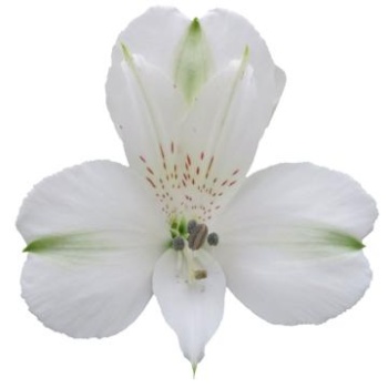 White-Focus.jpg