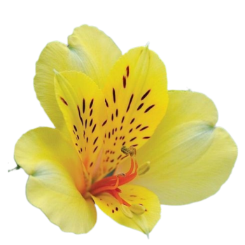 canari.png