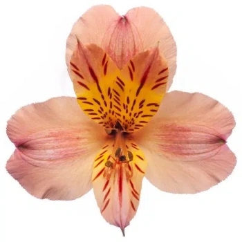 peach-alstroemeria.webp