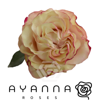 Country Candy.png Country Candy.png