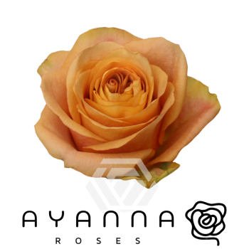 Symbol.png
