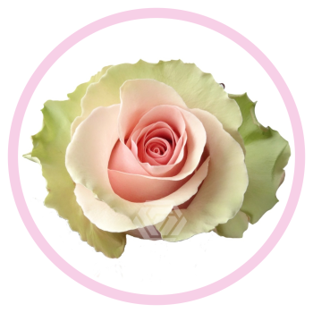 ABSOLUTE IN PINK.png