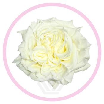 ANGEL X-PRESSION.png