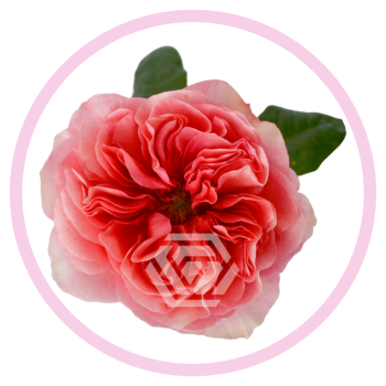 CANDY X-PRESSION.png