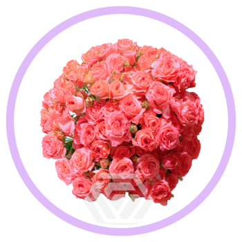 FIBONACCI NAUTILUS.png