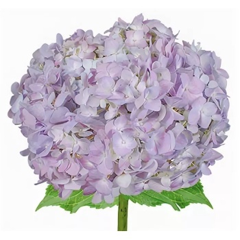 Lavender.jpg