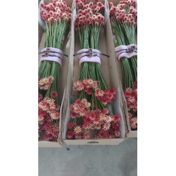 Inirida Flower 70cm.jpg