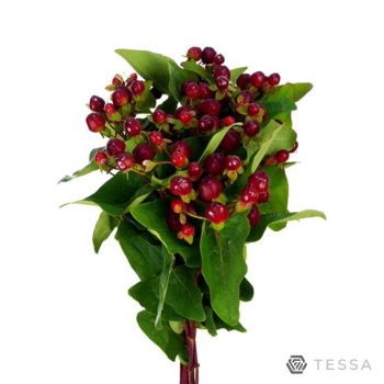 MAG CHERRY BURGUNDY.png