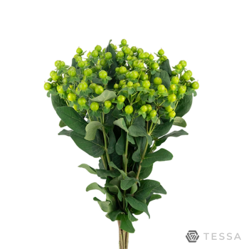 MAG RENATA GREEN.png