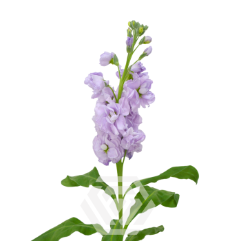 Lavender-Stock.png