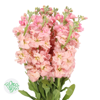 Peach-Stock1.png