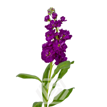 Purple-Stock.png