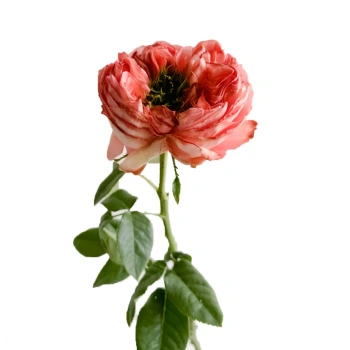 Mandarine Expression.webp