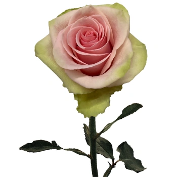 absolut in pink.webp
