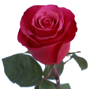 cherry o.webp