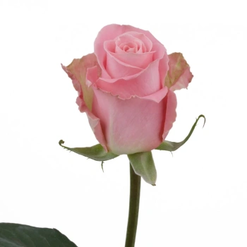 hermosa.webp