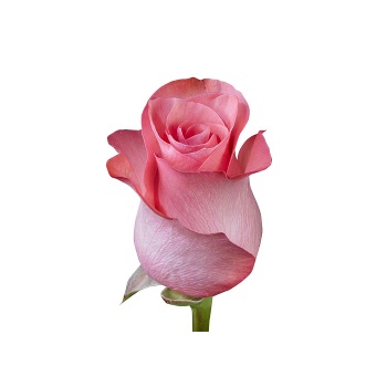 pink love.jpg