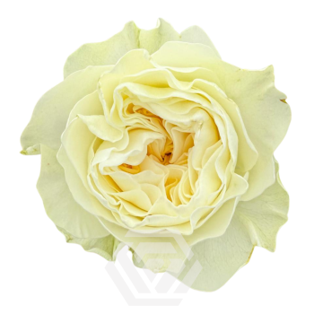 AURORA-GARDENS_T.png
