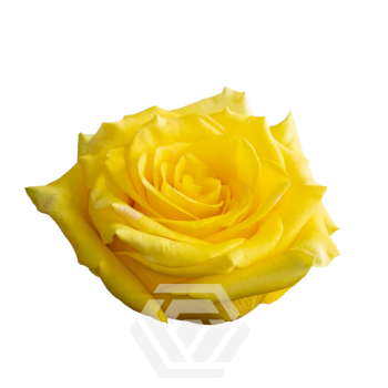HIGH-YELLOW-MAGIC_t.png