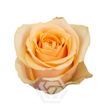 NECTARINE.png