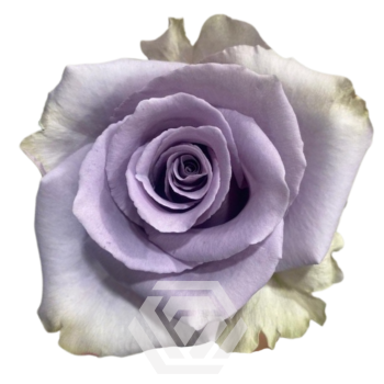 SHOCKING BLUE.png