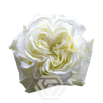 angel-xpression_T.png