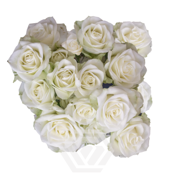 FLOREANA.png