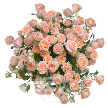 Fibonnaci-Aurens_T.png